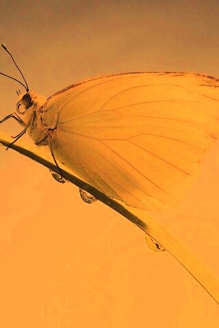 Жёлтая бабочка на стебельке обои