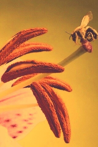 Трудолюбивая пчела на прекрасном цветке обои