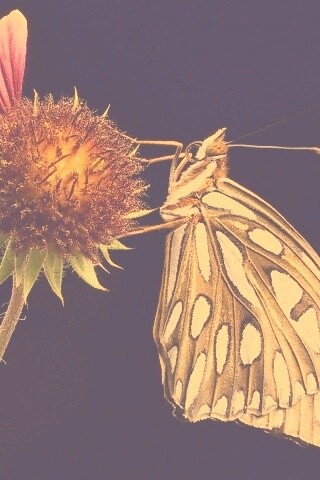 Бабочка на цветке обои