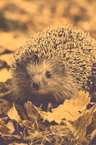 Ежик в осенней листве обои