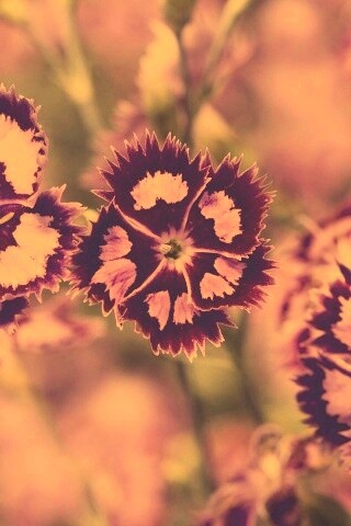 Неизвестные науке цветы обои