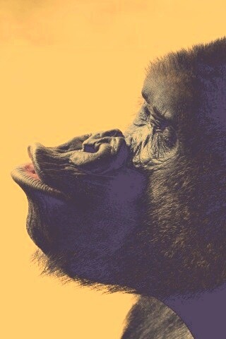 Горилла корчит рожи обои