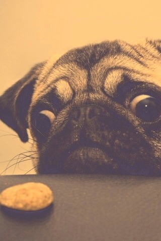 Собака нашла печеньку обои