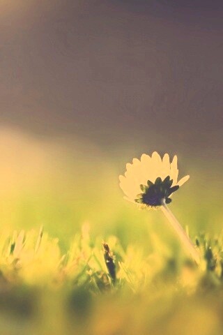 Цветок на траве обои