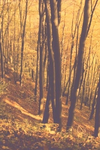 Осенний лес обои