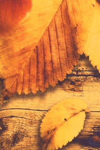 Красиво разложенные листья обои