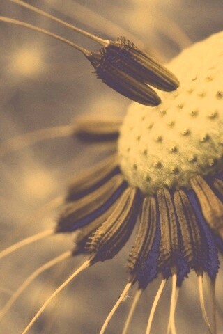 Лысеющий одуванчик обои