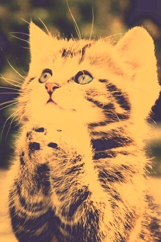 Непередаваемо прелестный котенок сложил лапки обои