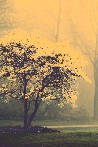 Цветущее дерево обои