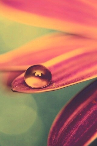 Капля на лепестке обои