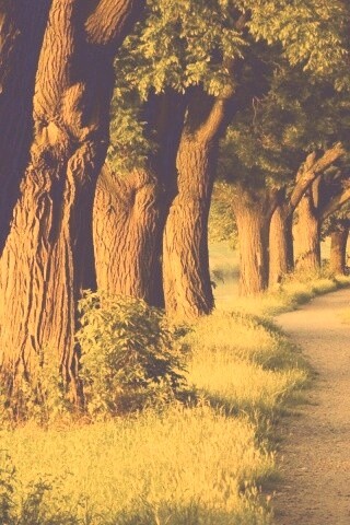 Аллея старых раскидистых деревьев обои