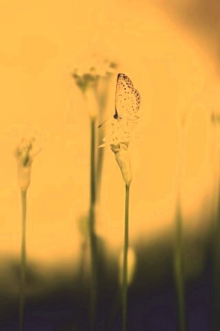 Бабочка на цветке обои