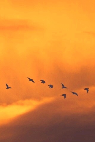 Птицы летят в закатном небе обои