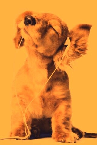 Щенок в наушниках обои