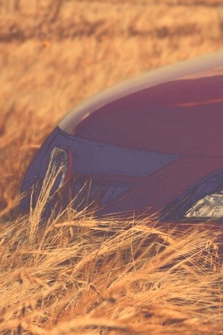 Мазда в пшенице обои