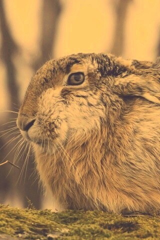 Нахохлившийся заяц-русак обои