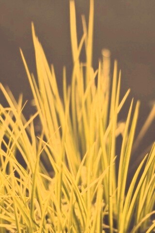 Пучок травы обои