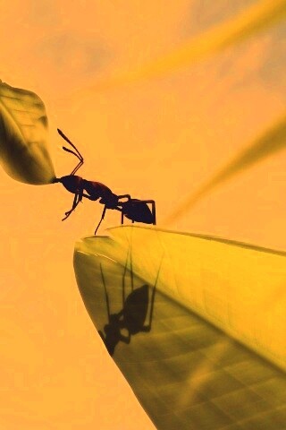 Муравей тащит лист обои