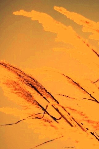 Солнце играет на степном ковыле обои