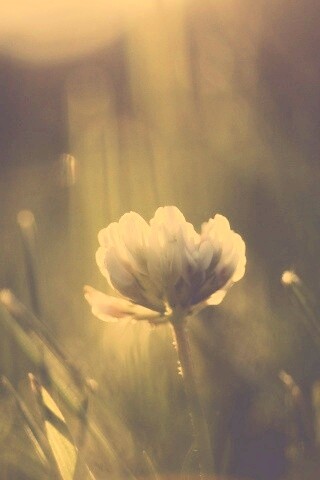 Белый клевер обои