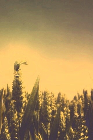 Маленький хамелеон на травинке обои