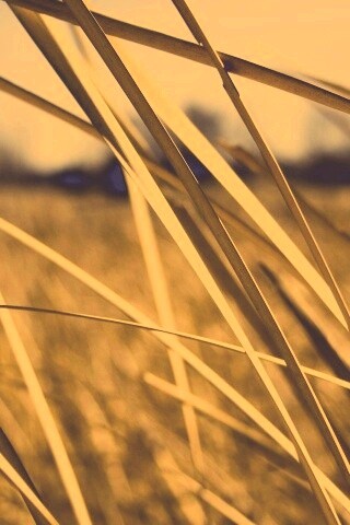 Желтая трава обои