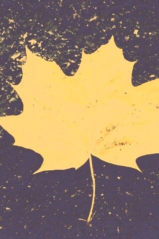 Желтый лист обои