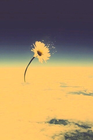 Ромашка в стратосфере обои