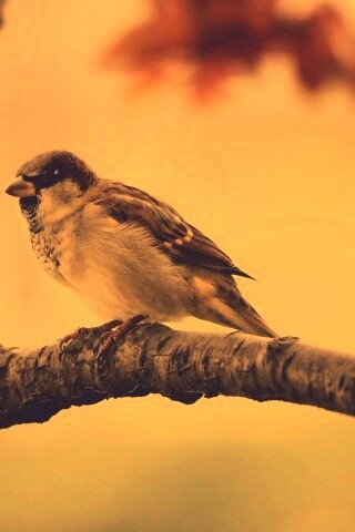 Птичка на ветке обои