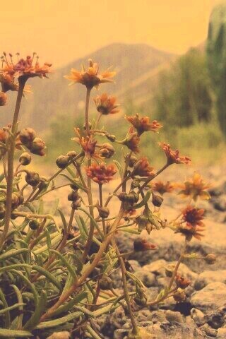 Горные цветы обои