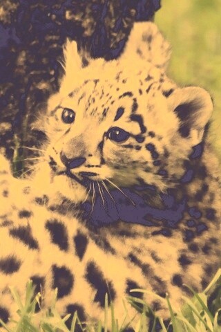 Котенок большой дикой кошки обои