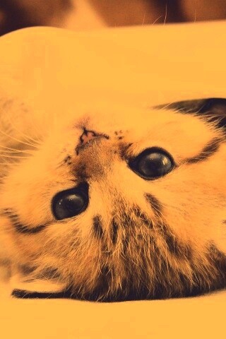 Котёнок вверх ногами обои