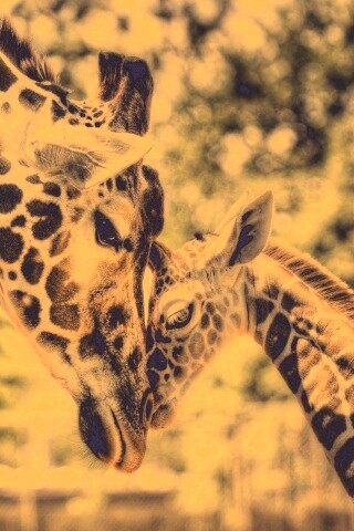 Жирафа и жирафёнок обои