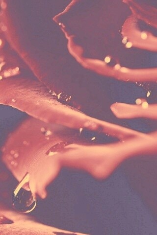 Капли на лепестках розы обои