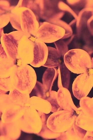 Цветы сирени обои