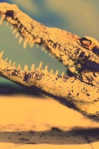 Крокодил разинул пасть обои