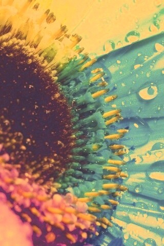 Цветик семицветик обои