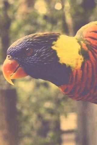 Попугай на канате обои