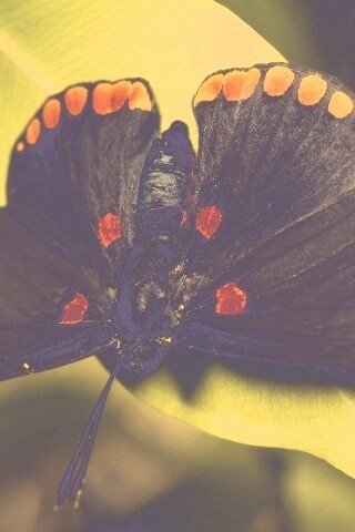 Бабочка на листе обои