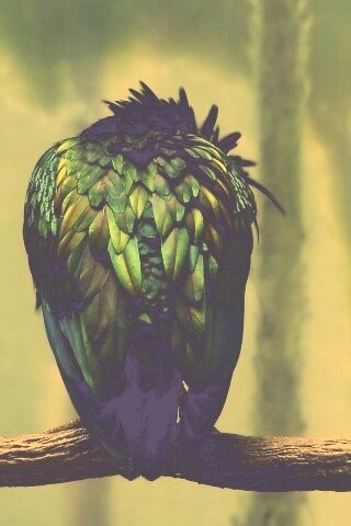 Птица спит на ветке обои