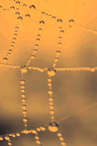 Капли росы на паутине обои