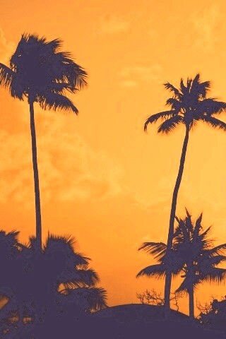 Пальмы на закате обои