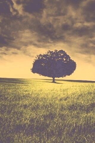 Одинокое дерево под грозовым небом обои