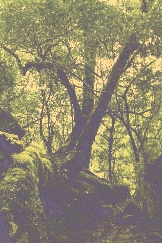 Чаща мшистого леса обои