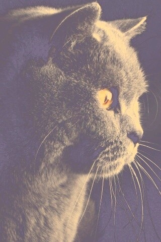 Плюшик  обои