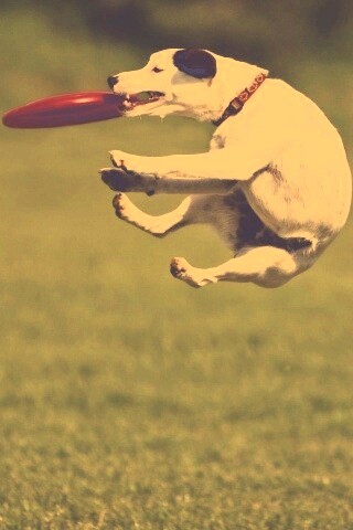 Ловкач обои