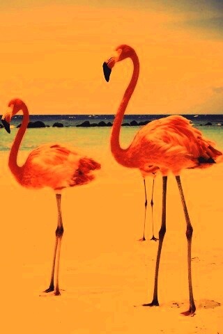 Розовые фламинго на пляже обои