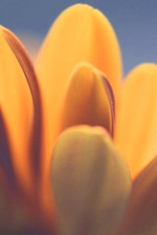 Лепестки хризантемы обои