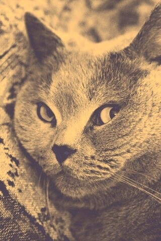 Щекастый британский котик обои