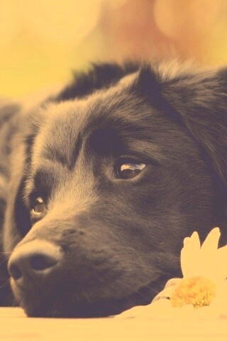 Собака с ромашкой обои